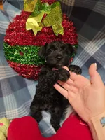 Sass, a female Miniature Schnauzer for sale in Pulaski, TN – Photo 1 of 8