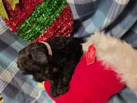 Sass, a female Miniature Schnauzer for sale in Pulaski, TN – Photo 4 of 8