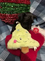 Sass, a female Miniature Schnauzer for sale in Pulaski, TN – Photo 8 of 8