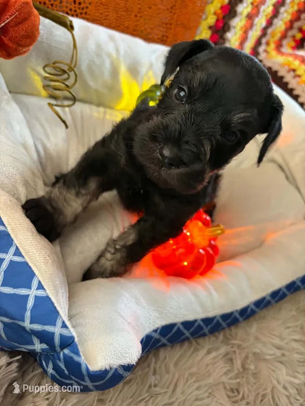 Gus  – Miniature Schnauzer puppy for sale in Pulaski, TN