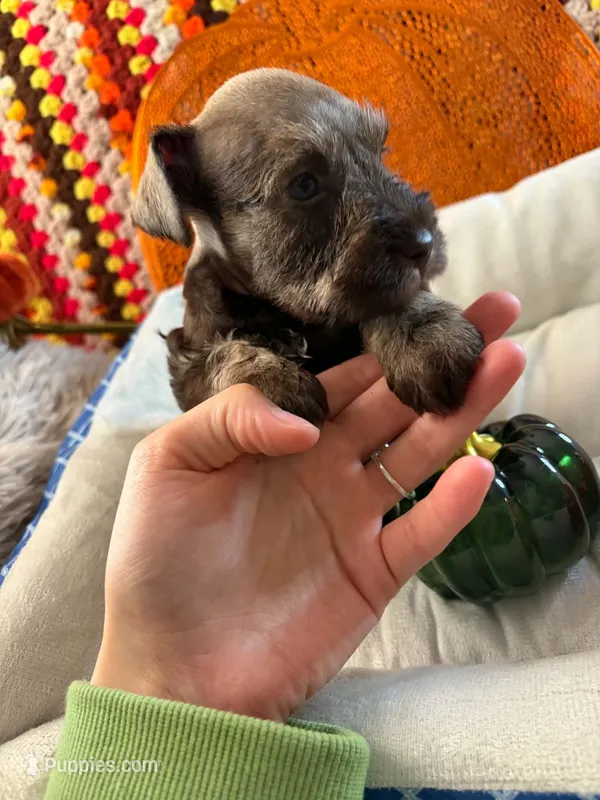 Ivy – Miniature Schnauzer puppy for sale in Pulaski, TN