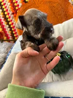 Ivy, a female Miniature Schnauzer for sale in Pulaski, TN – 1 of 5