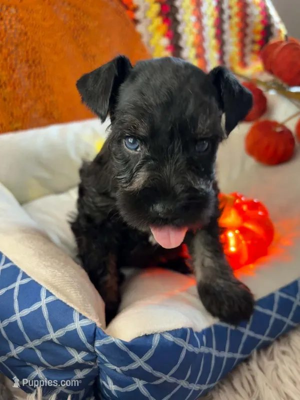 Luca – Miniature Schnauzer puppy for sale in Pulaski, TN
