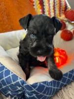 Luca, a male Miniature Schnauzer for sale in Pulaski, TN – 1 of 6