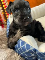 Luna, a female Miniature Schnauzer for sale in Pulaski, TN – 4 of 5