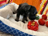 Luca, a male Miniature Schnauzer for sale in Pulaski, TN – 5 of 6