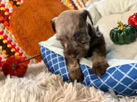 Ivy, a female Miniature Schnauzer for sale in Pulaski, TN – 2 of 5
