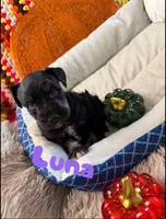 Luna, a female Miniature Schnauzer for sale in Pulaski, TN – 5 of 5