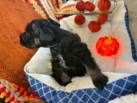 Luca, a male Miniature Schnauzer for sale in Pulaski, TN – 4 of 6