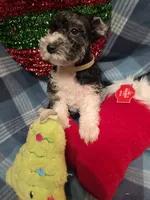 Tanner, a female Miniature Schnauzer for sale in Pulaski, TN – Photo 2 of 9