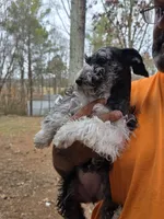 Tanner, a female Miniature Schnauzer for sale in Pulaski, TN – Photo 7 of 9