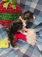 Tanner, a female Miniature Schnauzer for sale in Pulaski, TN – Photo 5 of 9