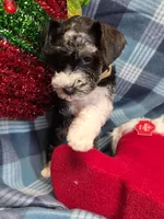 Tanner, a female Miniature Schnauzer for sale in Pulaski, TN – Photo 6 of 9