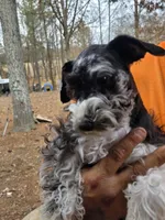 Tanner, a female Miniature Schnauzer for sale in Pulaski, TN – Photo 9 of 9