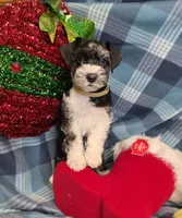 Tanner, a female Miniature Schnauzer for sale in Pulaski, TN – Photo 4 of 9