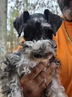 Tanner, a female Miniature Schnauzer for sale in Pulaski, TN – Photo 8 of 9