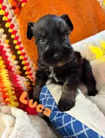 Luca, a male Miniature Schnauzer for sale in Pulaski, TN – 3 of 6