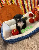 Otto, a male Miniature Schnauzer for sale in Pulaski, TN – 3 of 5