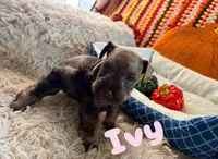 Ivy, a female Miniature Schnauzer for sale in Pulaski, TN – 3 of 5