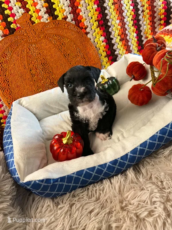 Otto – Miniature Schnauzer puppy for sale in Pulaski, TN