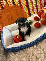 Otto, a male Miniature Schnauzer for sale in Pulaski, TN – 1 of 5