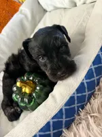 Luna, a female Miniature Schnauzer for sale in Pulaski, TN – 3 of 5
