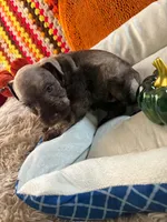 Ivy, a female Miniature Schnauzer for sale in Pulaski, TN – 4 of 5