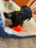 Gus , a male Miniature Schnauzer for sale in Pulaski, TN – 5 of 5