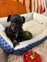 Luna, a female Miniature Schnauzer for sale in Pulaski, TN – 2 of 5