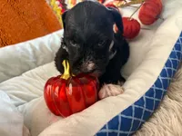 Otto, a male Miniature Schnauzer for sale in Pulaski, TN – 4 of 5