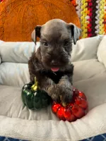 Ivy, a female Miniature Schnauzer for sale in Pulaski, TN – 5 of 5