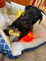 Gus , a male Miniature Schnauzer for sale in Pulaski, TN – 3 of 5
