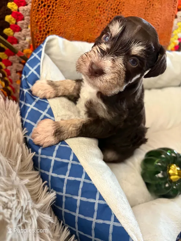 Armani – Miniature Schnauzer puppy for sale in Pulaski, TN