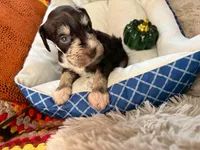 Armani, a female Miniature Schnauzer for sale in Pulaski, TN – 6 of 6