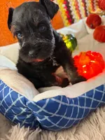 Luca, a male Miniature Schnauzer for sale in Pulaski, TN – 6 of 6