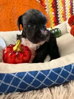 Otto, a male Miniature Schnauzer for sale in Pulaski, TN – 2 of 5