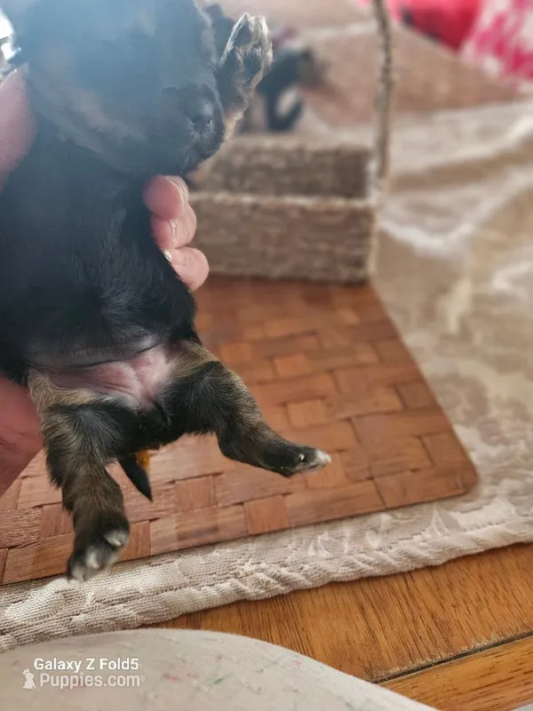 Boy 2 – Yorkshire Terrier puppy for sale in Columbia, SC