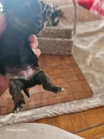 Boy 2, a male Yorkshire Terrier for sale in Columbia, SC – 1 of 3