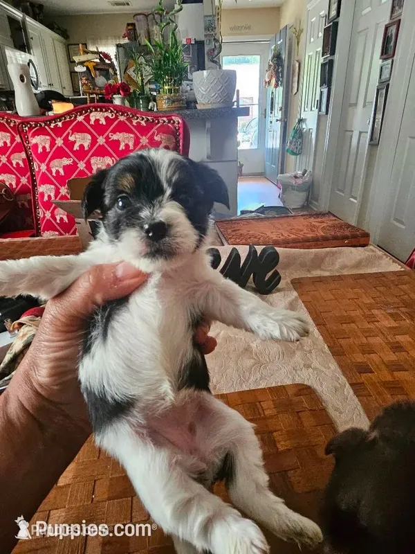 Claudia Girl 1 – Yorkshire Terrier puppy for sale in Columbia, SC
