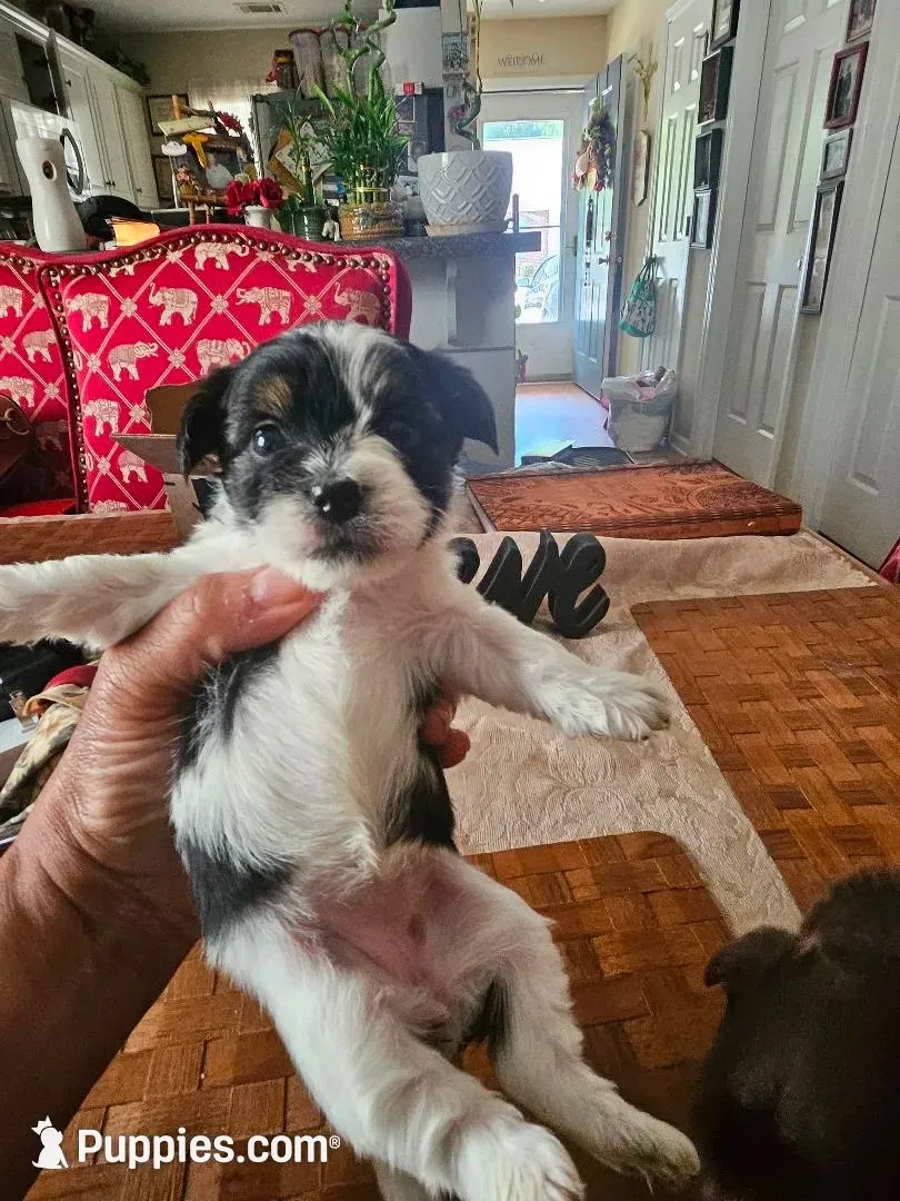Claudia Girl 1, a female Yorkshire Terrier for sale in Columbia, SC – 1 of 4
