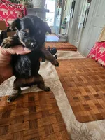 Lillie Girl 3, a female Yorkshire Terrier for sale in Columbia, SC – 3 of 3