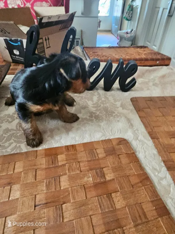 Sparkles Girl 2 – Yorkshire Terrier puppy for sale in Columbia, SC