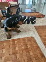Sparkles Girl 2, a female Yorkshire Terrier for sale in Columbia, SC – 1 of 3