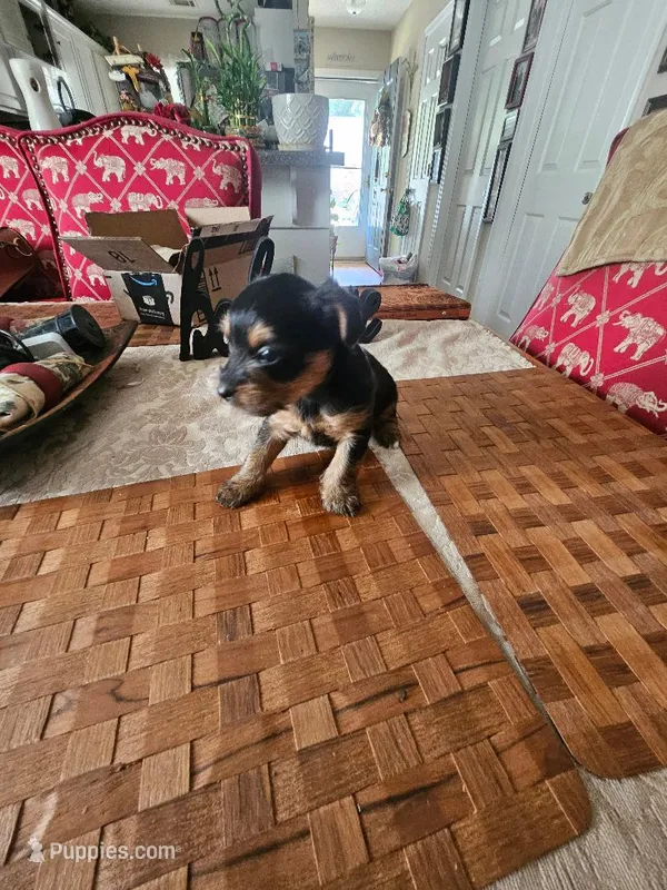 Lillie Girl 3 – Yorkshire Terrier puppy for sale in Columbia, SC