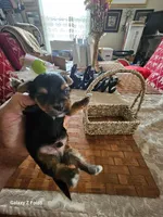 Boy 2, a male Yorkshire Terrier for sale in Columbia, SC – 2 of 3