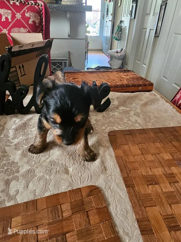 Xavier – Yorkshire Terrier puppy for sale in Columbia, SC