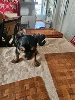 Xavier, a male Yorkshire Terrier for sale in Columbia, SC – 1 of 3