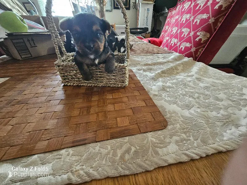 Boy 2 – Yorkshire Terrier puppy for sale in Columbia, SC