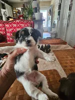 Claudia Girl 1, a female Yorkshire Terrier for sale in Columbia, SC – 4 of 4