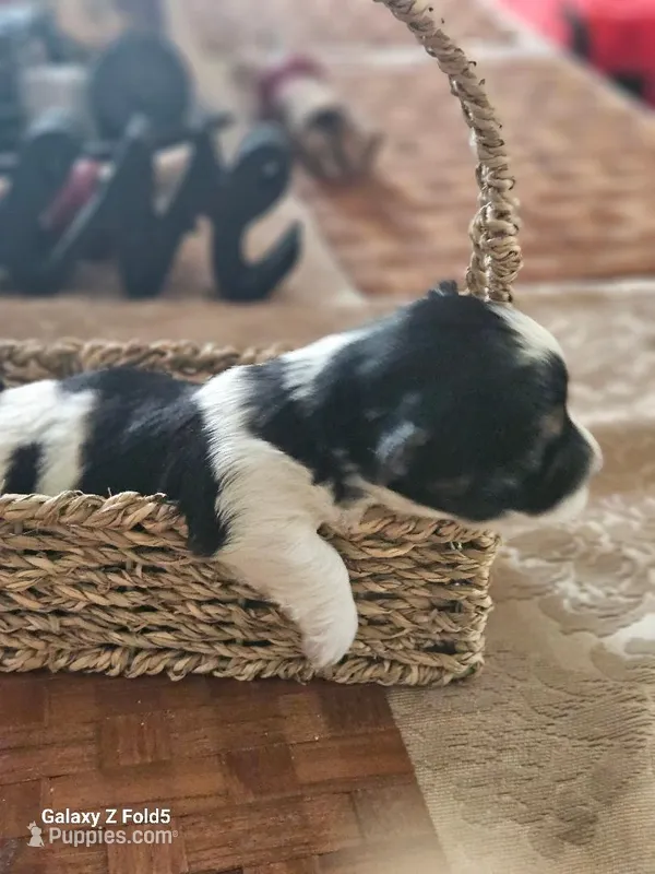 Girl 1 – Yorkshire Terrier puppy for sale in Columbia, SC